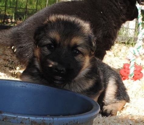 Old Fashioned German Shepherd Puppies For Sale In Anderson California