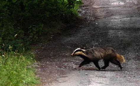 Trusss Decision Badger Culling Will Continue With No Evidence It Works
