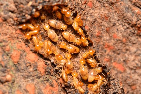 The More You Know Termites Swarming Season