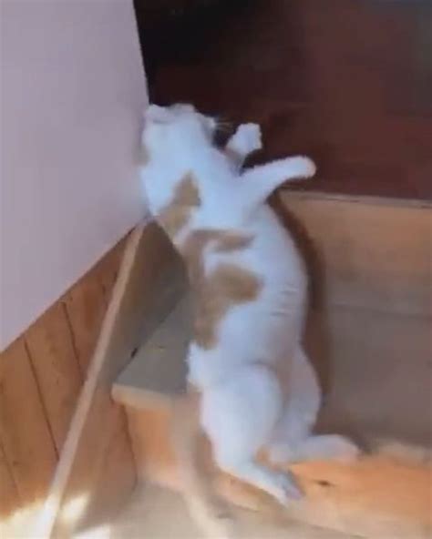 Cat Falling Down The Stairs Video Falling Down Stairs Falling Down