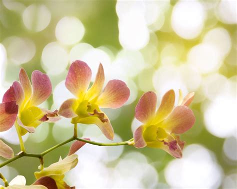 Kenali Makna Bunga Ini Biar Kamu Nggak Salah Pilih