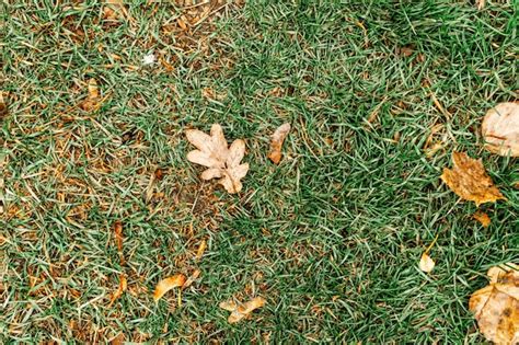 Premium Photo Green Grass Texture For Background Green And Yellow Pattern Of Autumn Grass