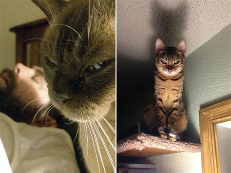 Cats Judging You 17 Pics