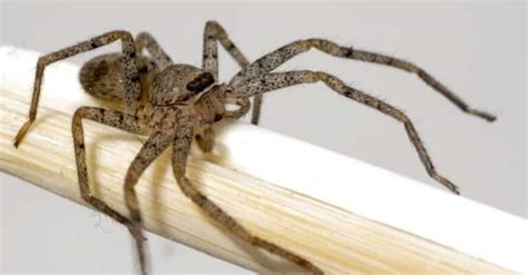 How Common Are Brown Recluse Spiders In Arizona W3schools