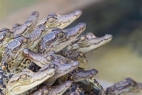 Baby Crocodiles Hybrid Crocodile Stock Image Image Of Aggressive