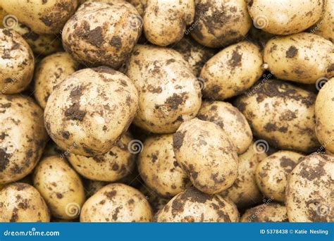 Freshly Dug New Potatoes Stock Photo Image Of Organic 5378438