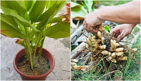 How To Grow Turmeric No Matter Where You Live