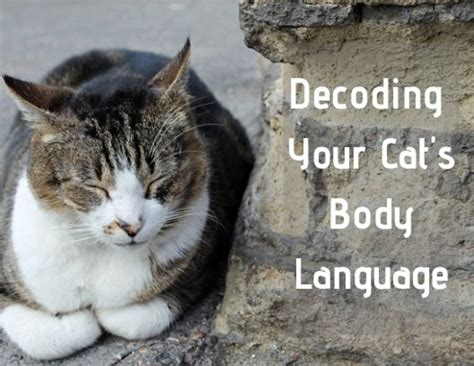 A Cat Sitting On The Ground Next To A Brick Wall With Words Describing How Your Cat S Body Language