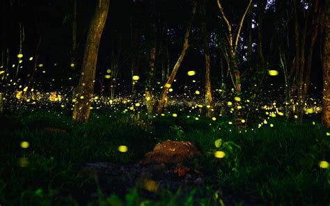 Dont Miss Out On These 5 Fireflies Events In Maharashtra Whatshot Pune