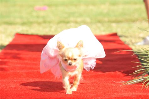 Maybe you would like to learn more about one of these? Beverly Hills Chihuahua 3, Viva La Fiesta Movie Review ...