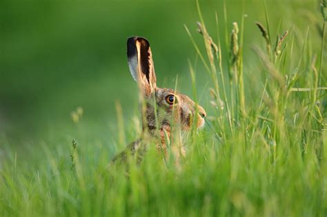 Brown Hare In Long Grass In Evening Sun Suffolk Lepus Europaeus Mike Rae