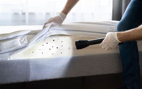 Proactive Bed Bug Treatments For Your Business Orkin Canada