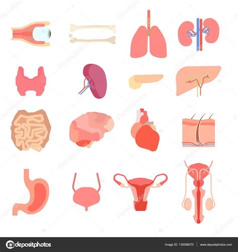 I`ve been using grease pencil for my professional work on movies for quite some time. Organs clipart human anatomy and physiology - Pencil and ...