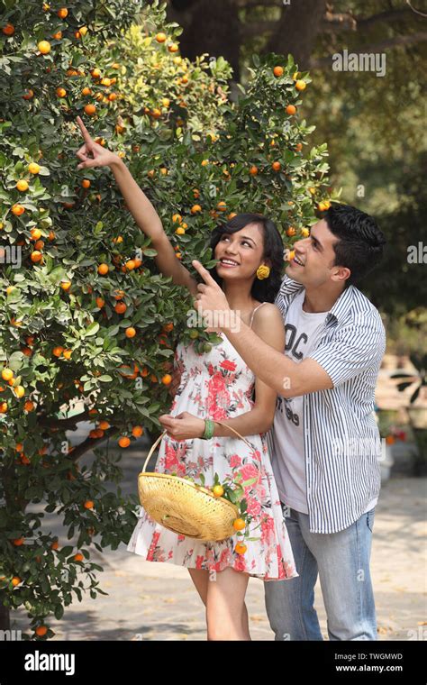 Couple Picking Oranges From An Orchard Stock Photo Alamy