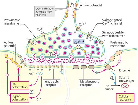 Neurotransmission Physiology An Illustrated Review