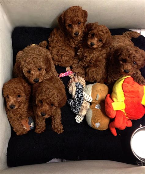 Red Poodle Puppies Red Miniature Poodle Gemoy Puppie