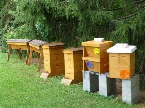How to remove a beehive in my backyard? Backyard Beekeeping in the Veggie Gardening Tips Apiary ...