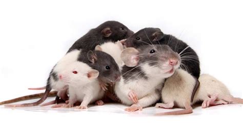 The mother rabbit can also have a double litter only at one pregnancy. How Many Babies Do Rats Have? What To Expect When Your Pet ...