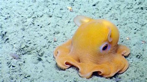 The Dumbo Octopus Is One Of The Deepest Living Sea Creature In
