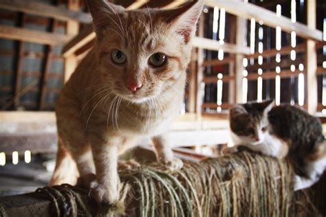 Friends Of Powell Countys Pets Barn Kitties To The Rescue