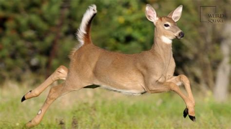 11 Fun Facts About Deer 7 Is My Favorite Bird Watching Hq Atelier