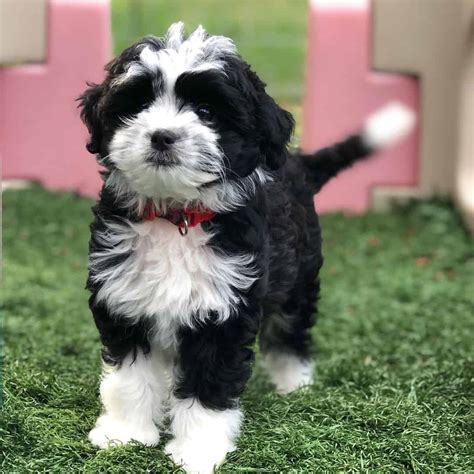 Mini Aussiedoodle Guide To Owning A Mini Aussiepoo K9 Web