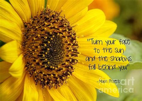 Sunflower by Peggy J Hughes | Shadow fall, Sunflower, Face