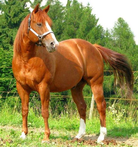 Top 10 Most Expensive Horse Breeds Diversity News Magazine
