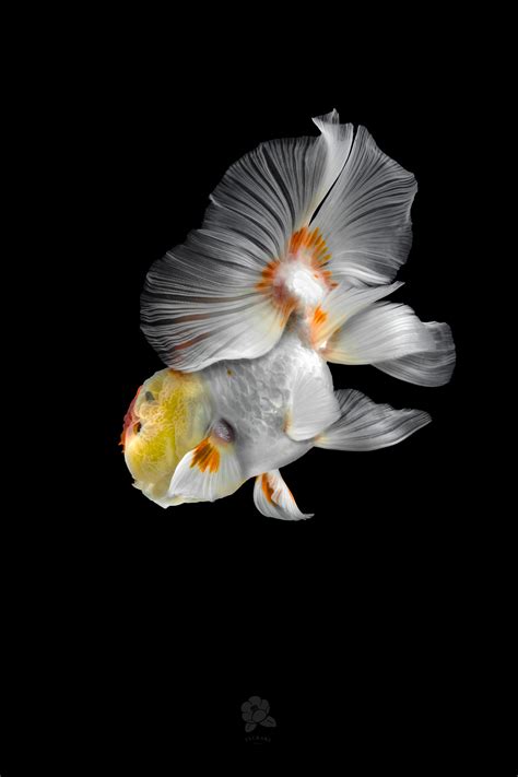 Richly Hued Portraits Of Elegant Chinese Goldfish By Tsubaki — Colossal