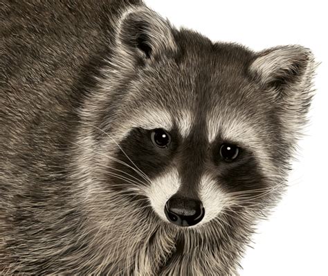 Raccoon Digital Drawing On Behance Wacom Intuos Pen Tool Whiskers