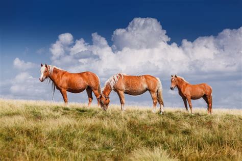 Group Of Three Horses Standing On The Pasture Stock Image Image Of