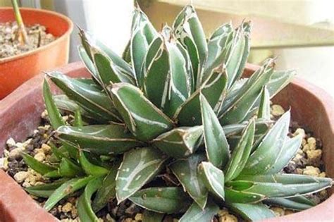 I've had it for over 10 years as a gift from a friend and we think it was at least 20 years old when we got it based. Agave victoriae-reginae (Queen Victoria agave) profile ...