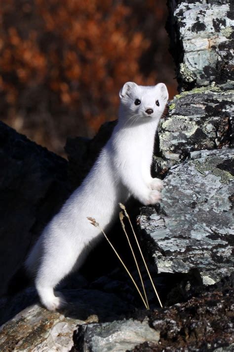 22 Best Images About Arctic Ermine Greenland On Pinterest Patrick O