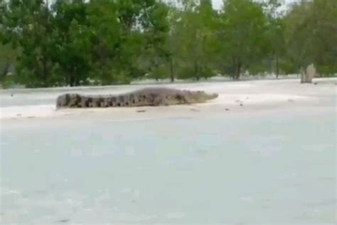 Foto Viral Video Kawanan Buaya Berjemur Di Pantai Wilayah Bangka