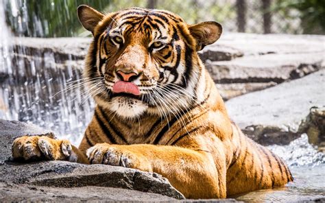 Adult Orange And Black Tiger Tiger Animals Big Cats Hd Wallpaper