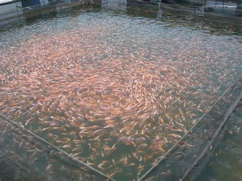 Di daerah sumatera selatan, harga 1 kg ikan belida yang berukuran 300 g/ekor kisaran rp. Inspirasi Wirausaha Budi Daya Ikan Air Tawar Beromzet Rp 8 ...