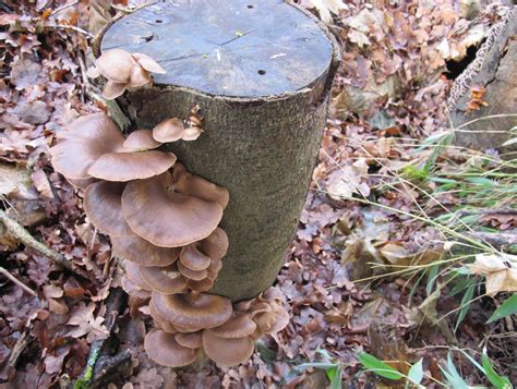 Maybe you would like to learn more about one of these? Unser Garten - Pilze