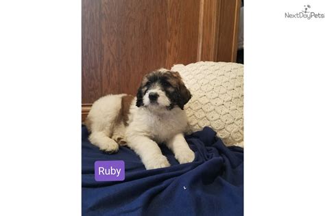 Goliath saint berdoodle why our puppies do not drool. Ruby: Saint Berdoodle - St. Berdoodle puppy for sale near ...