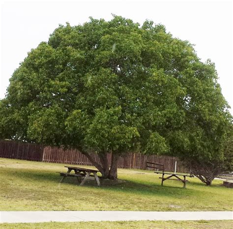 The small trees can be a maximum of 30% at 12 to 14 feet and minimum canopy spread of six feet and dbh of 2.5 inches. Short-Leaf Fig