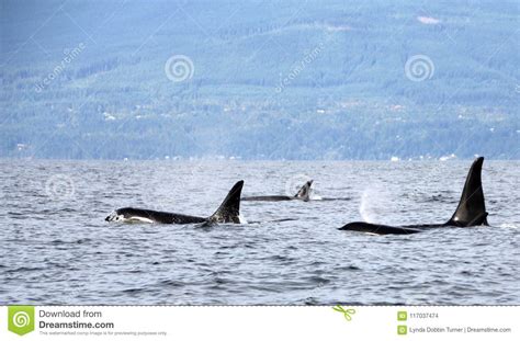 Pod Of Resident Orcas Of The Coast Near Sechelt Bc Stock Photo Image