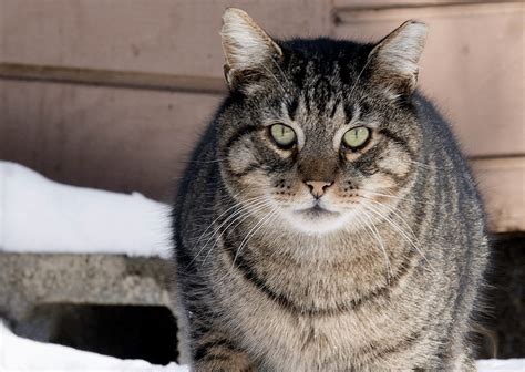 Keep Feral Cats Warm In Cold Temperatures Winnebago County Animal