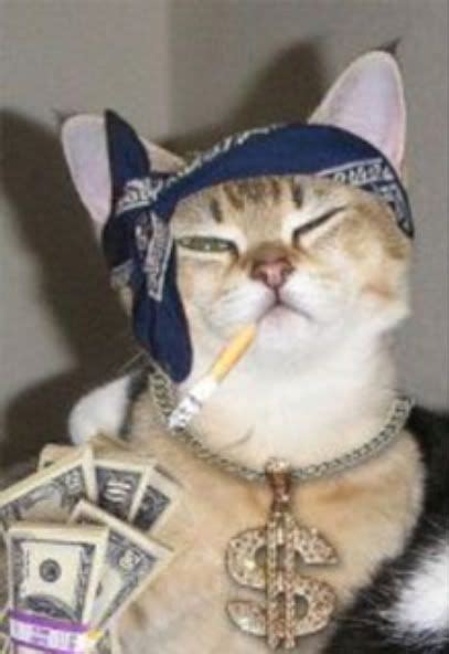 Most Intimidating Fluffy Gangster Cats Memes Komik Hayvan