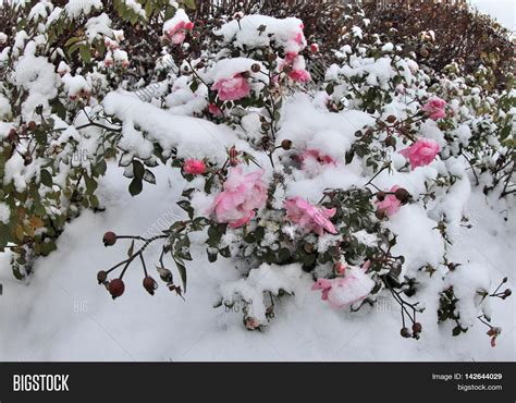 Pink Rose Snow Snow On Pink Rose Image And Photo Bigstock