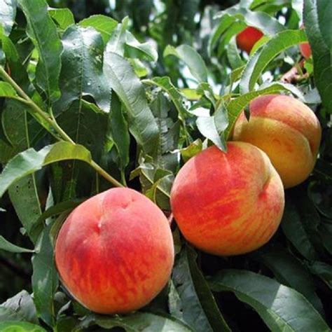 Full Sun Exposure Red Peach Plantaadu Plants For Fruits At Rs 40