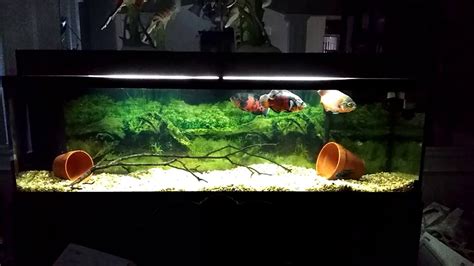 125 Gallon With Oscars And Convict Cichlid Youtube