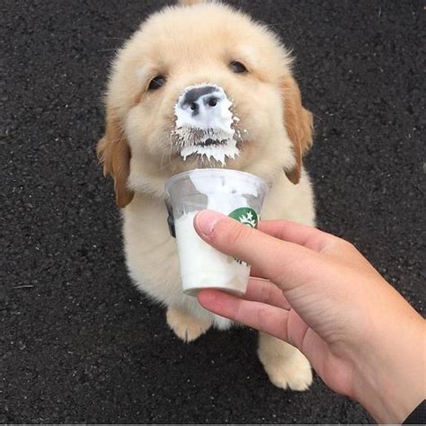 This Is How You Can Get A Puppuccino For Your Dog At Any