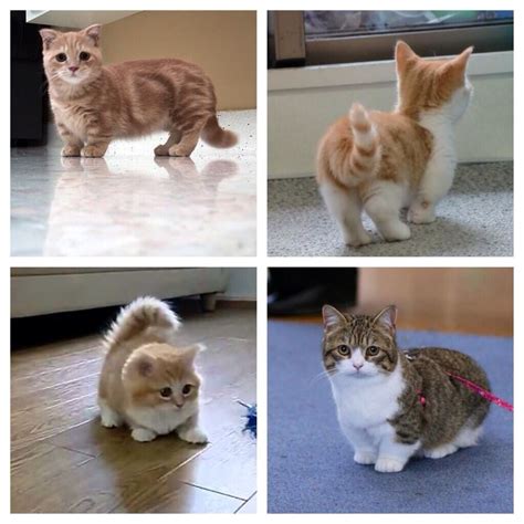 Munchkin Cats If For Some Reason I Get A Cat It Would Be