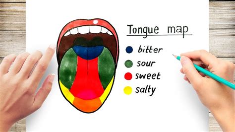 How To Draw Diagram Of Tongue Youtube