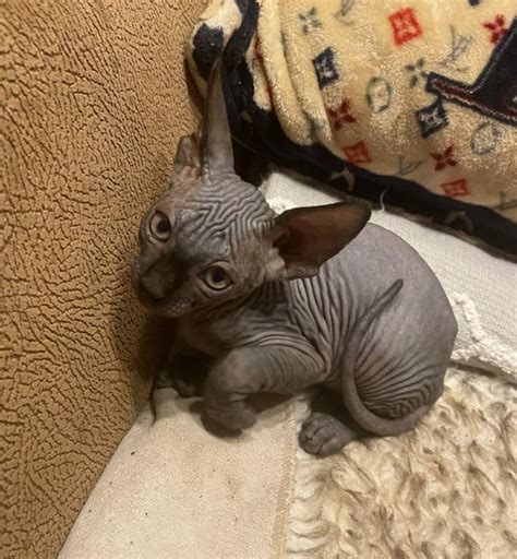 Males Sphynxs Available Male Sphynx Cat For Sale In New York United