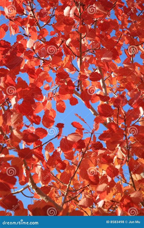 Autumnal Red Leaves Stock Photo Image Of Park Nature 8583498